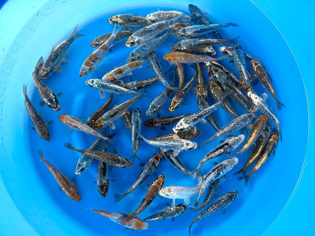 How to Tell the Gender of a Koi Fish Like a Pro