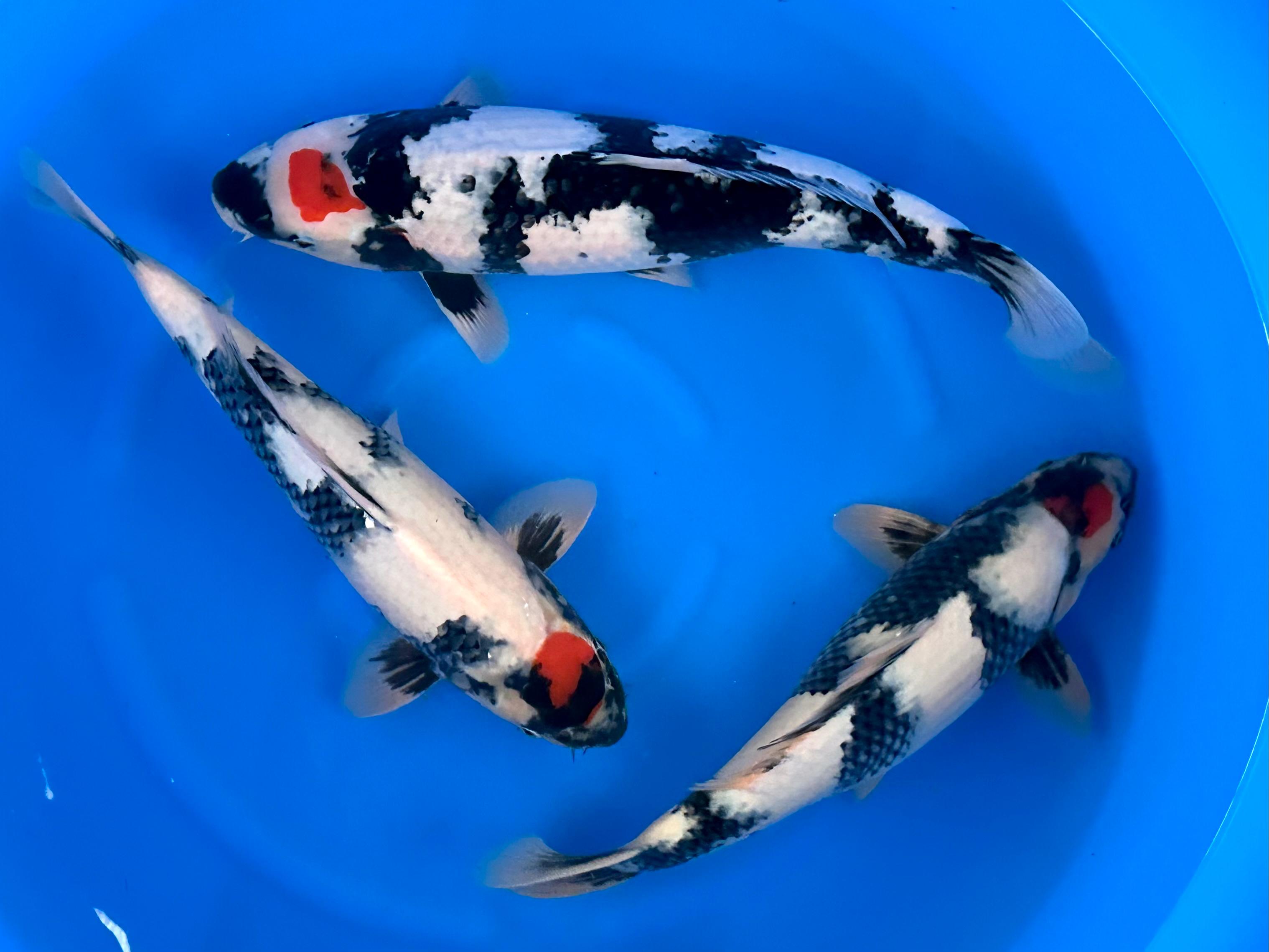 Koi Fish Lifespan: How Long Do Koi Really Live?
