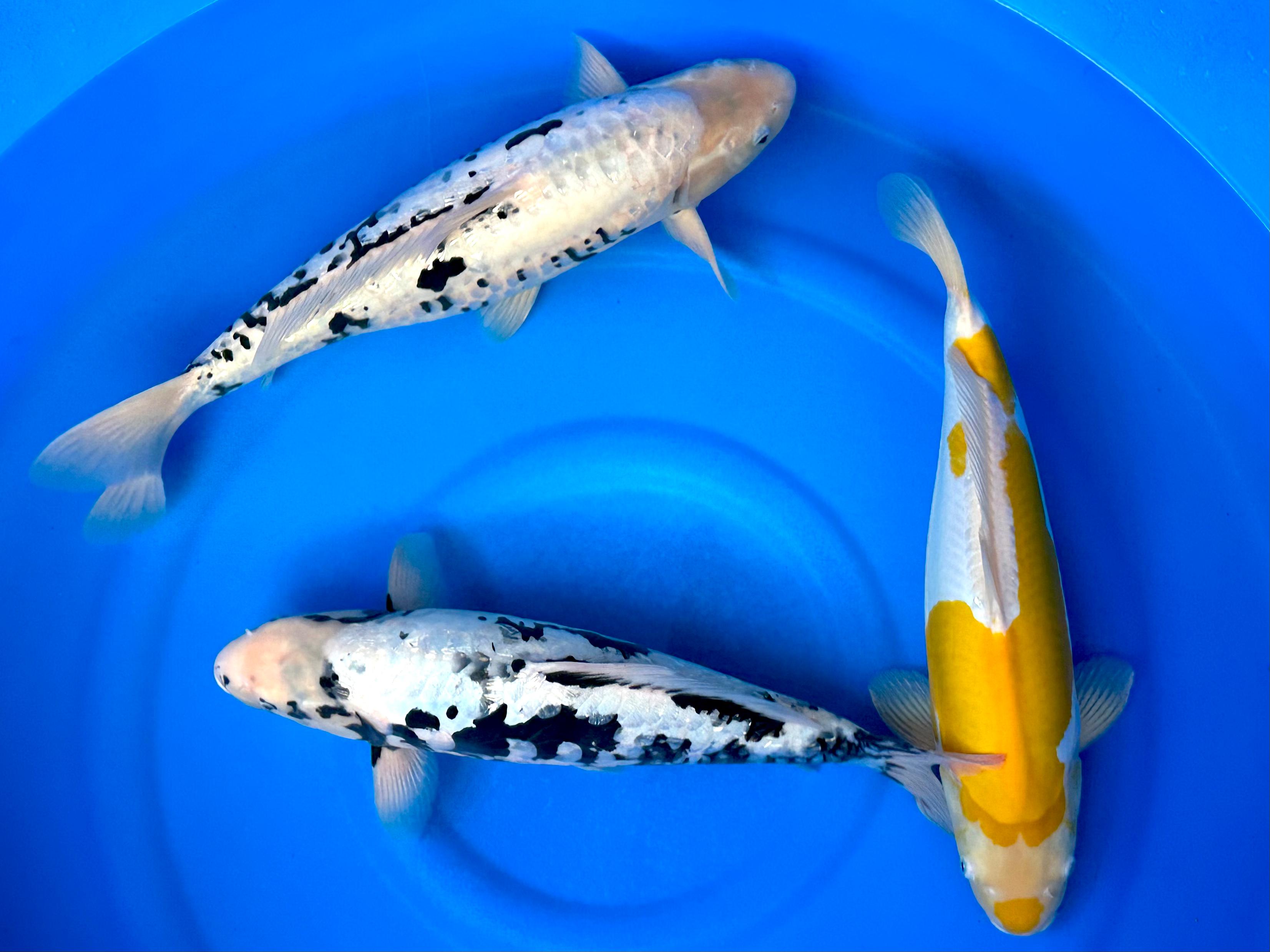 Why Do Koi Fish Jump Out of the Pond & How to Prevent It?
