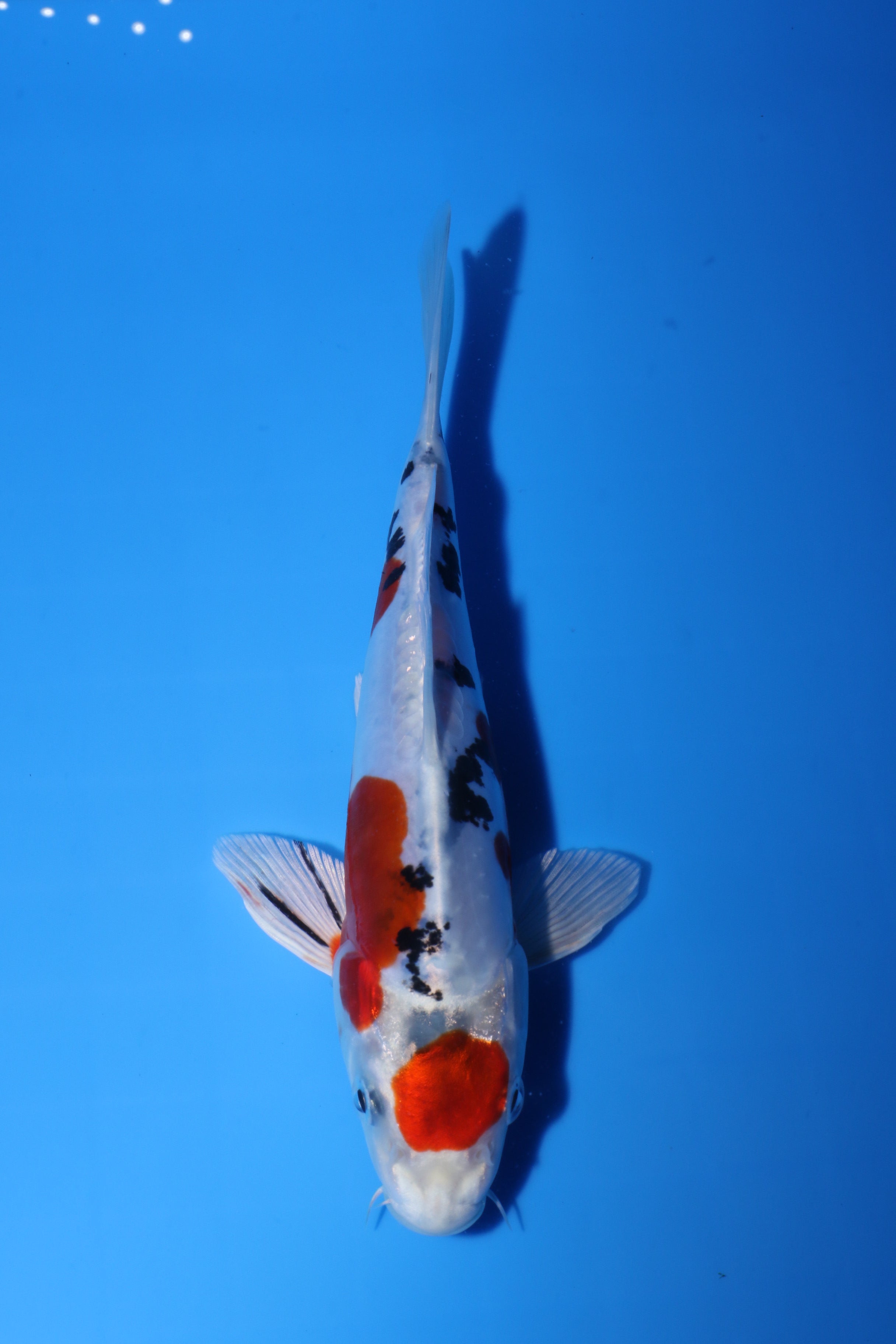 鯉ザオ Taisho Sanke - A-1 Koi Ponds And Maintenance