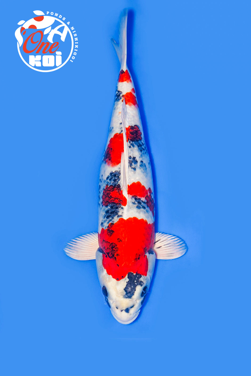 PHOTO-2025-11-06-02-43-35 (1)