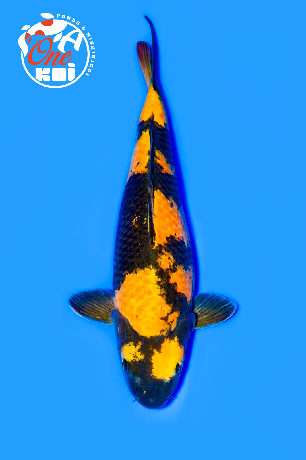 PHOTO-2025-11-06-02-43-36