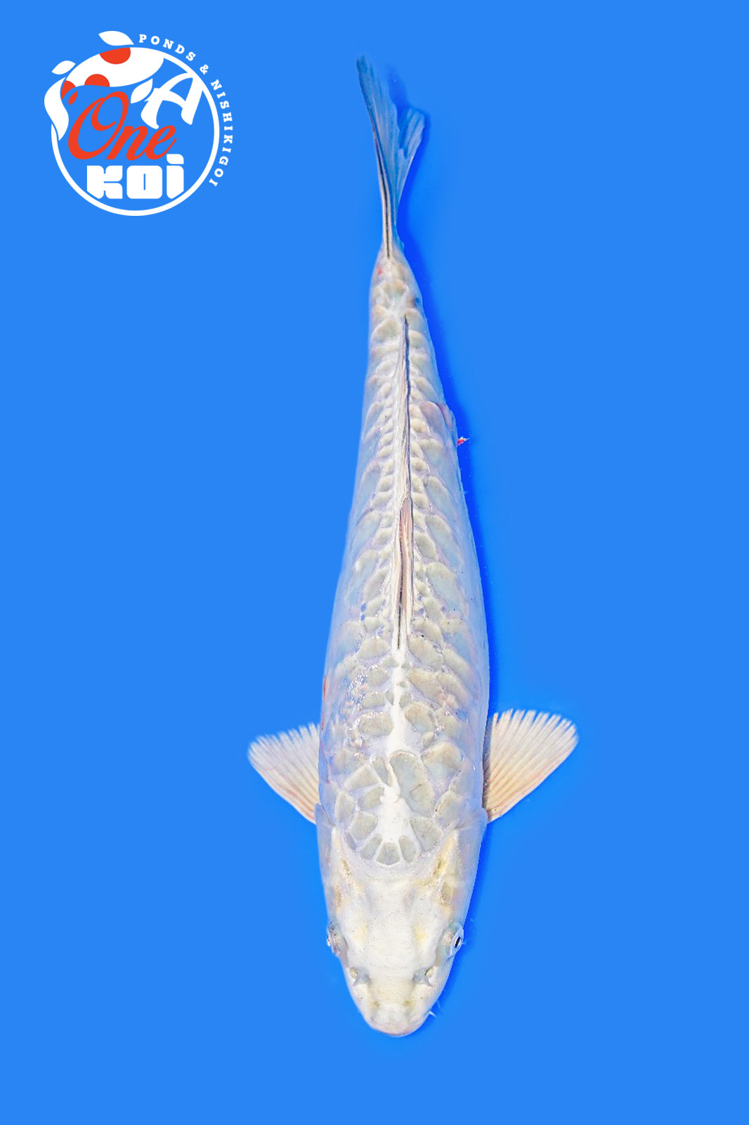 PHOTO-2025-11-06-02-45-21 (3)