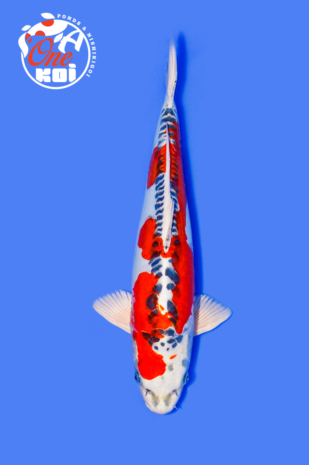 PHOTO-2025-11-06-02-45-23 (1) (1)