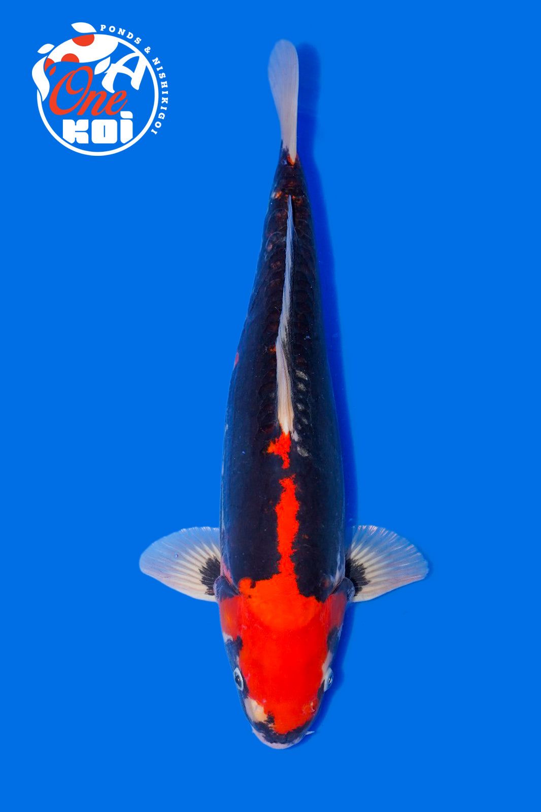 PHOTO-2025-11-06-02-45-24 (1)