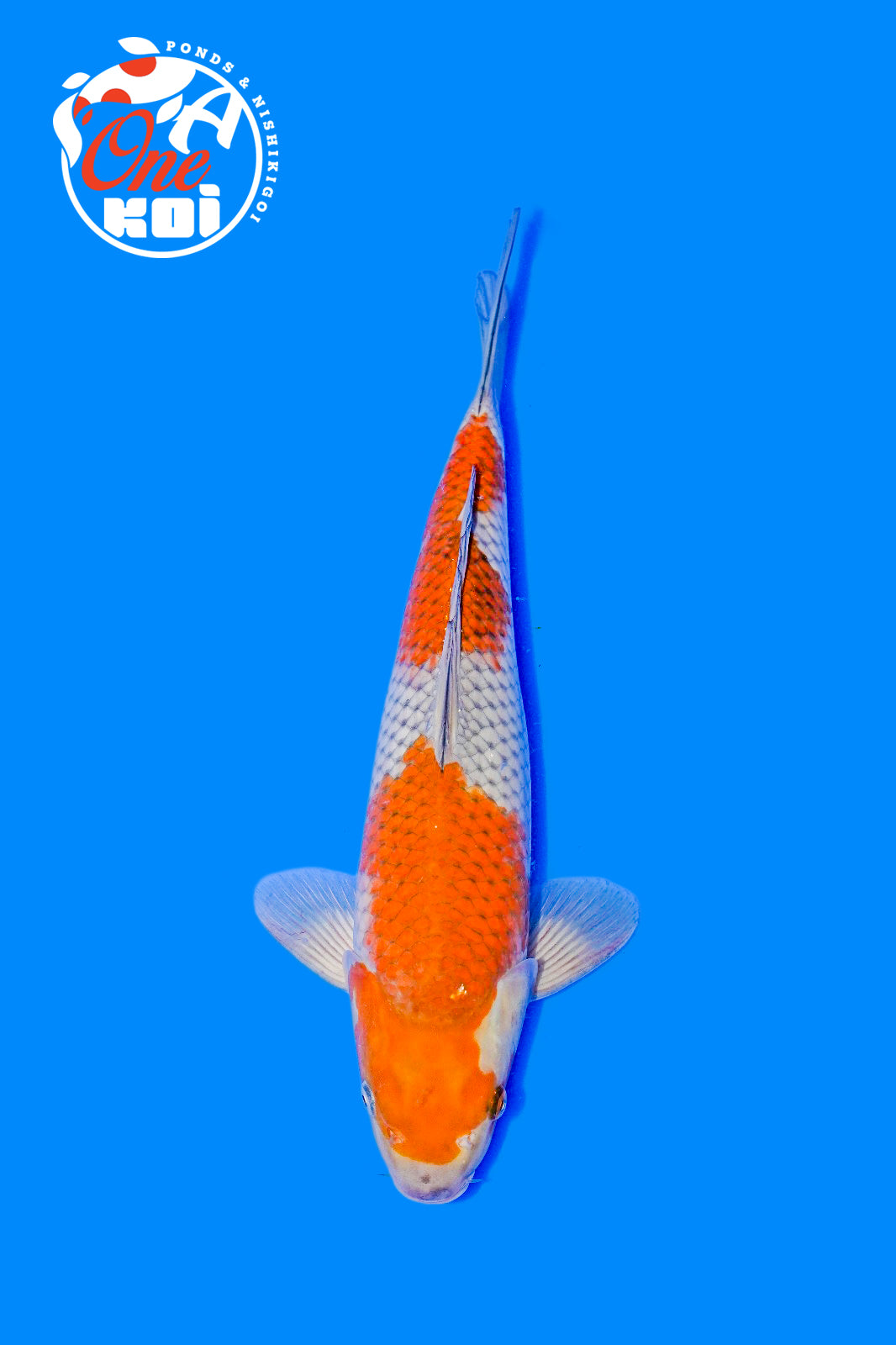 PHOTO-2025-11-06-02-45-25 (1)