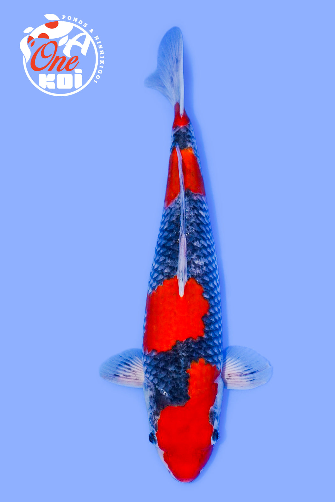 PHOTO-2025-11-06-02-45-25 (2)