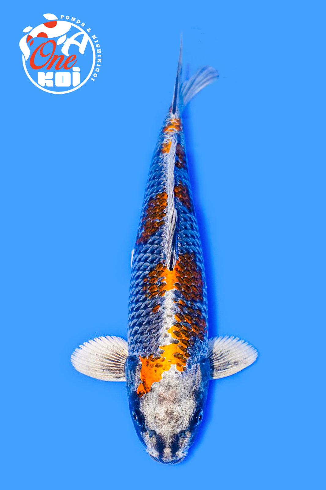 PHOTO-2025-11-06-02-45-26