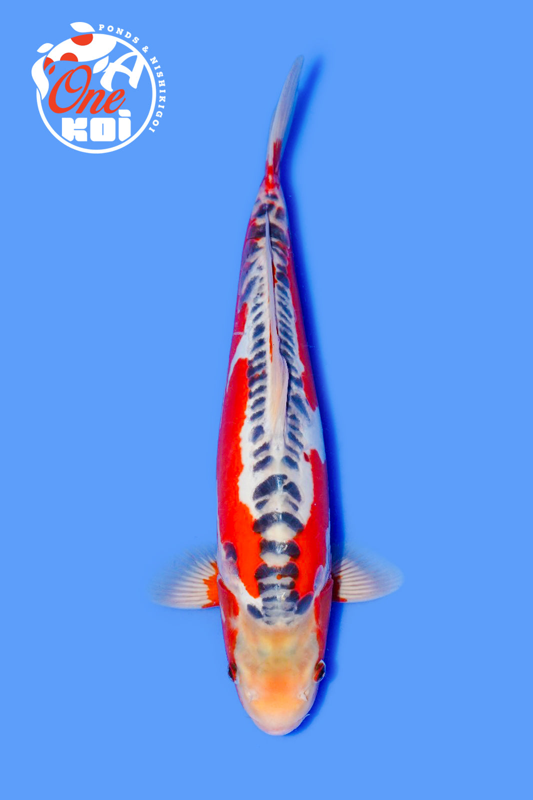 PHOTO-2025-11-06-02-45-27 (1)