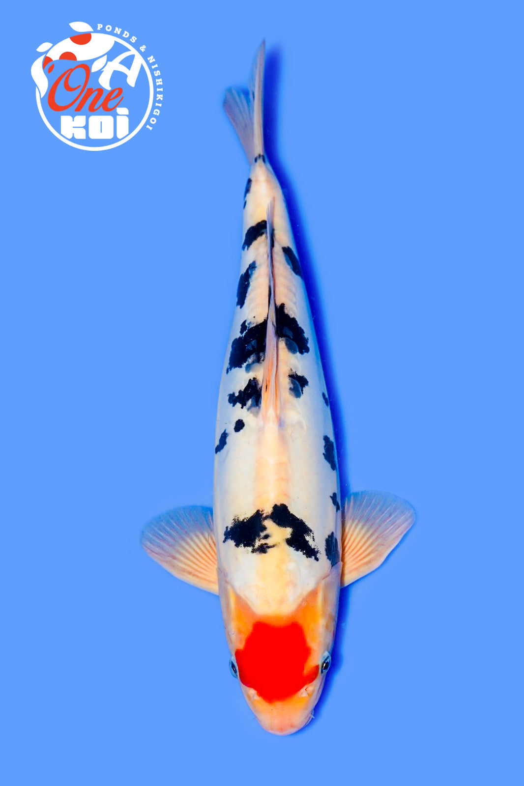 PHOTO-2025-11-06-02-45-28 (2)