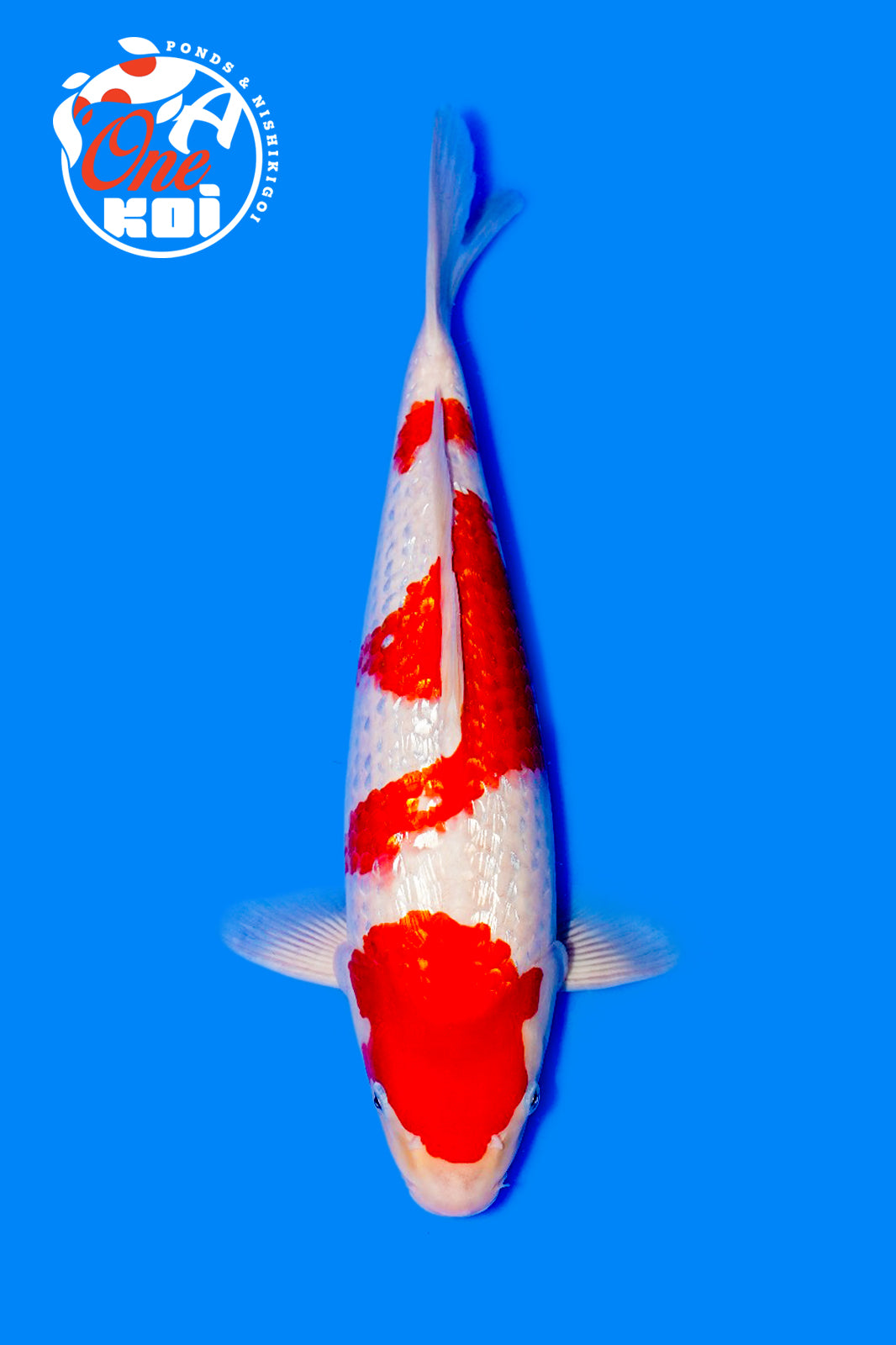 PHOTO-2025-11-06-02-45-29