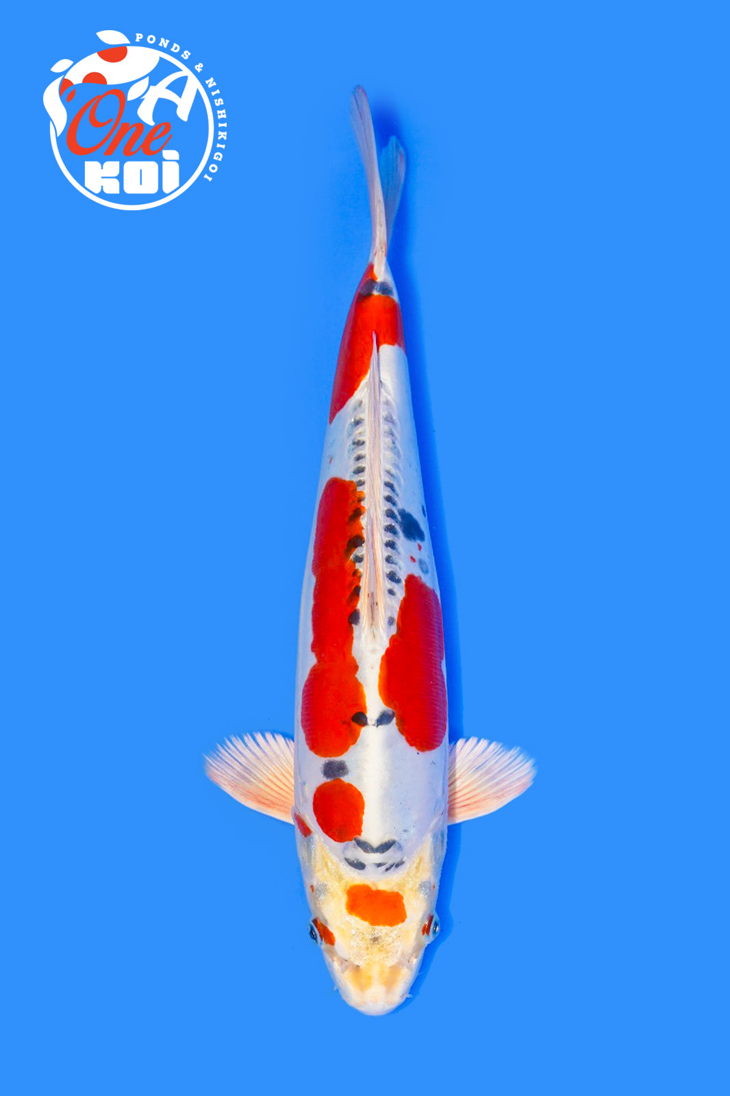 PHOTO-2025-11-06-02-45-30