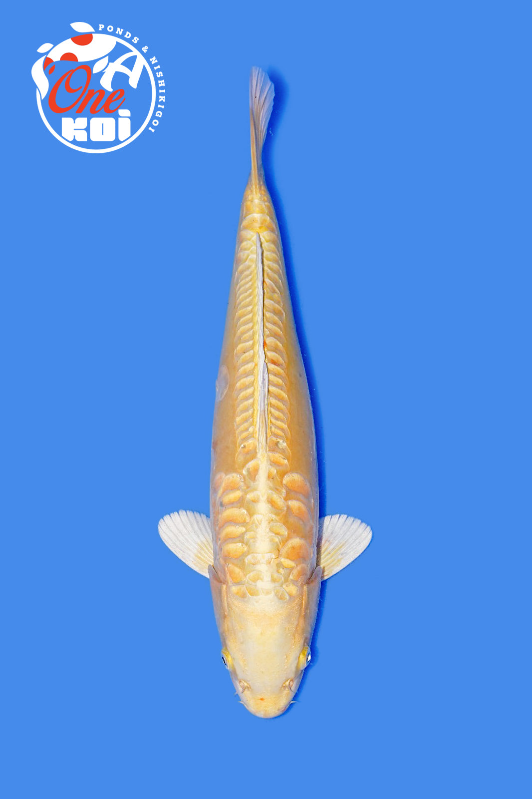 PHOTO-2025-11-06-02-45-30 (1)