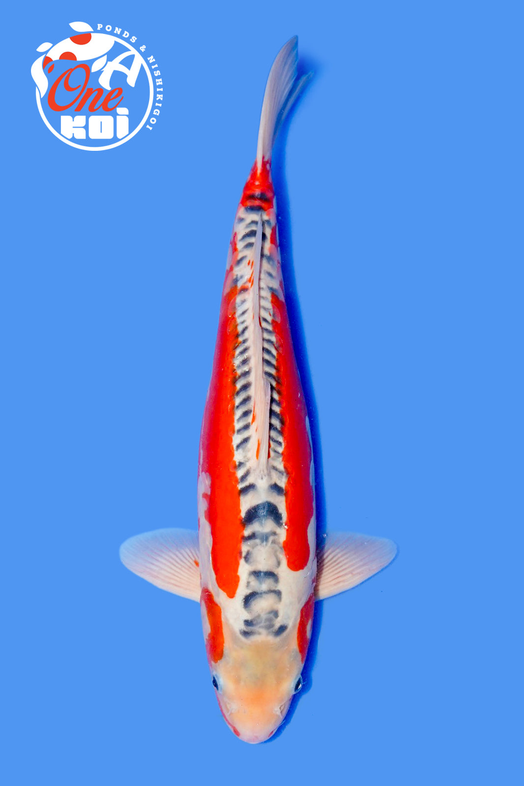 PHOTO-2025-11-06-02-45-41