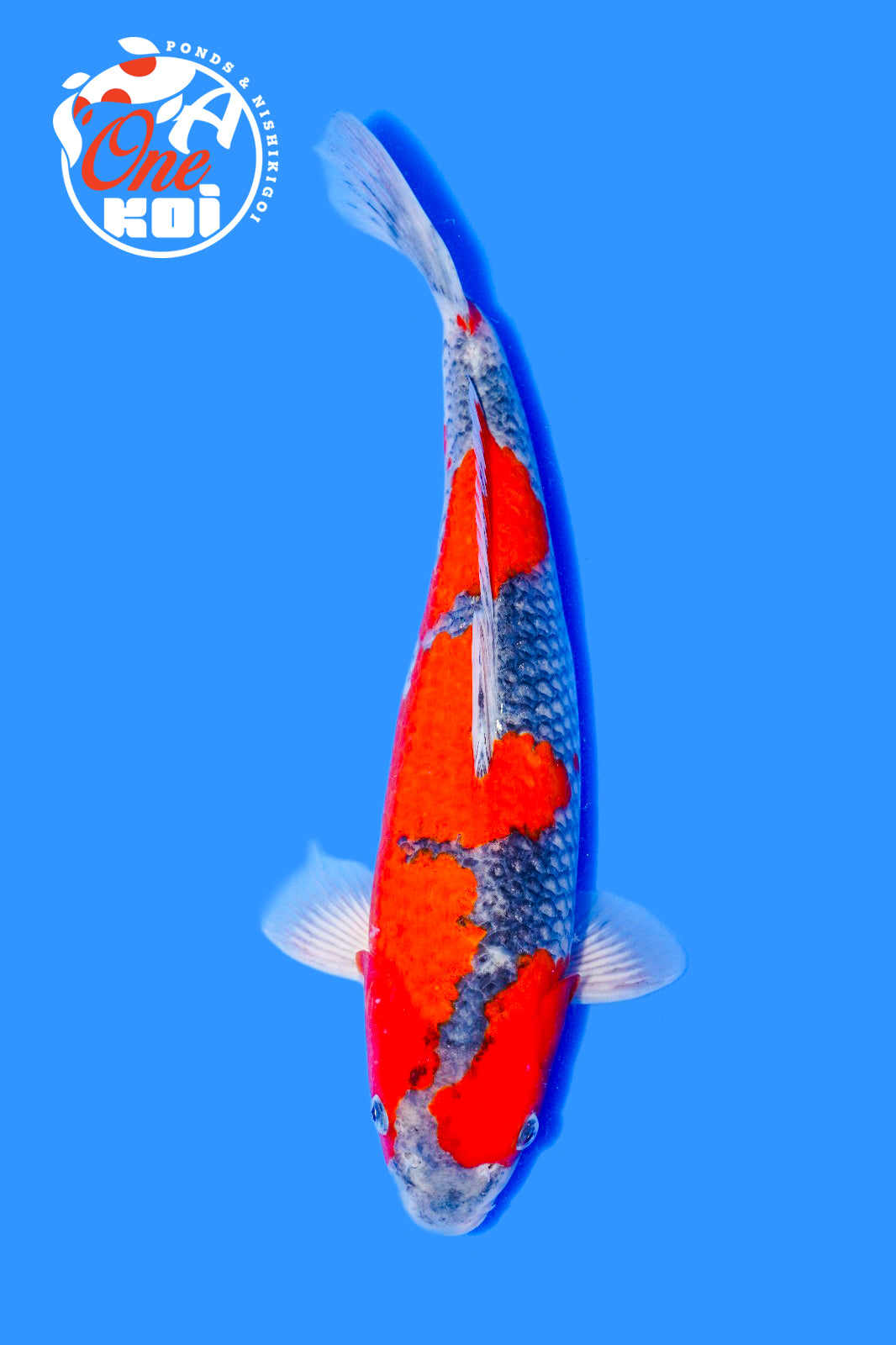 PHOTO-2025-11-06-02-45-41 (1)