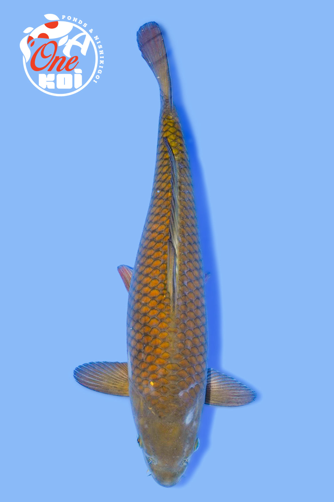 PHOTO-2025-11-06-02-57-06 (2)