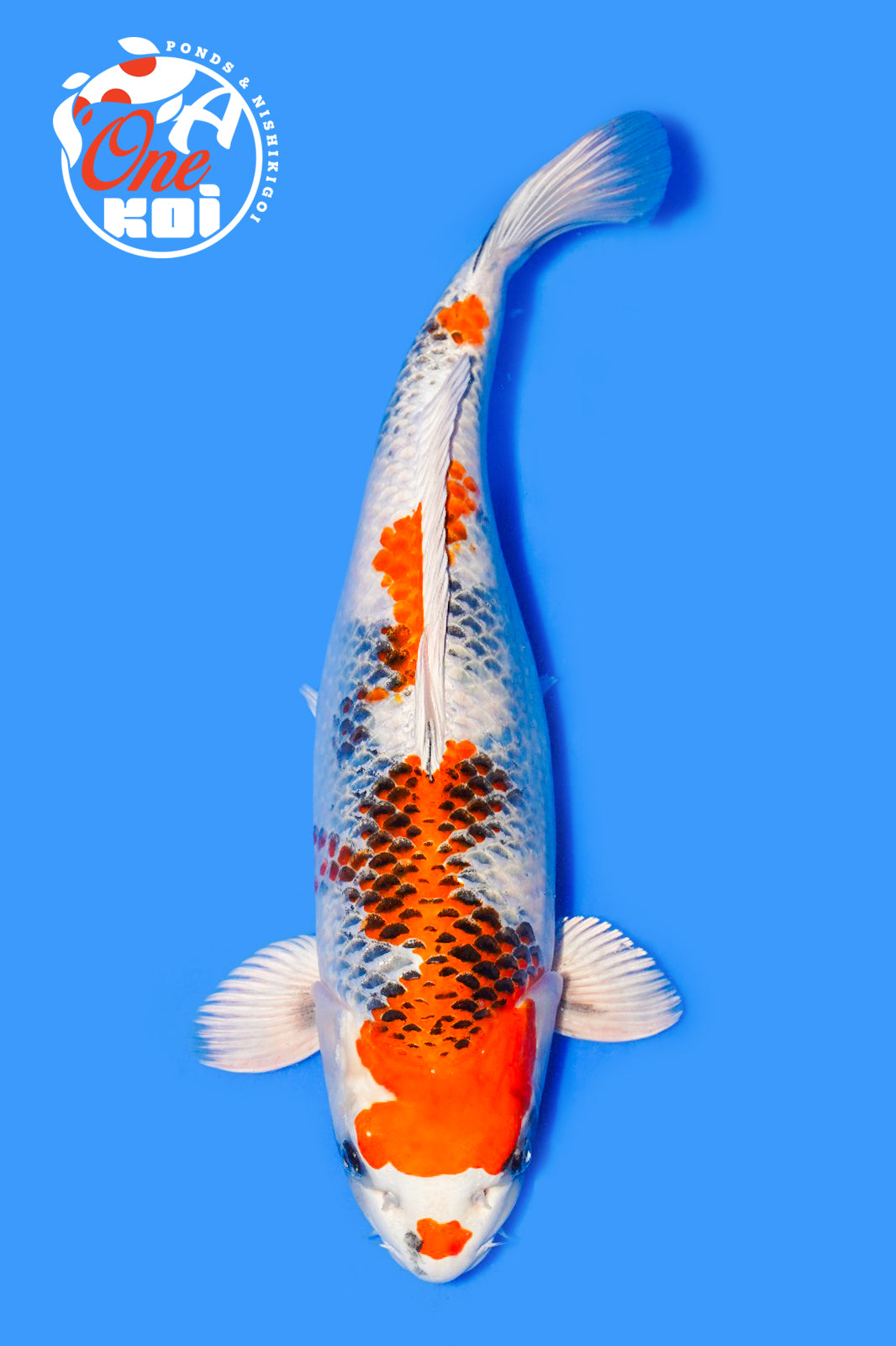 PHOTO-2025-11-06-02-57-08