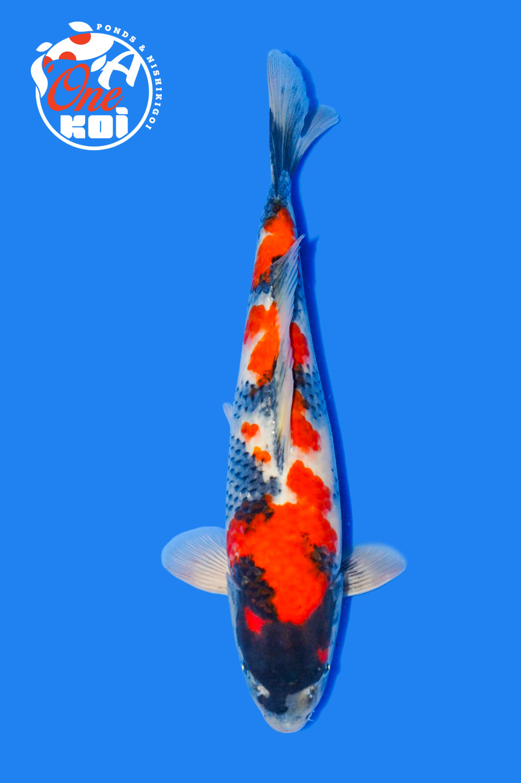 PHOTO-2025-11-06-02-57-09 (1)