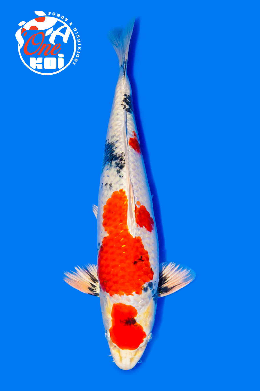 PHOTO-2025-11-06-02-57-10 (1) (1)