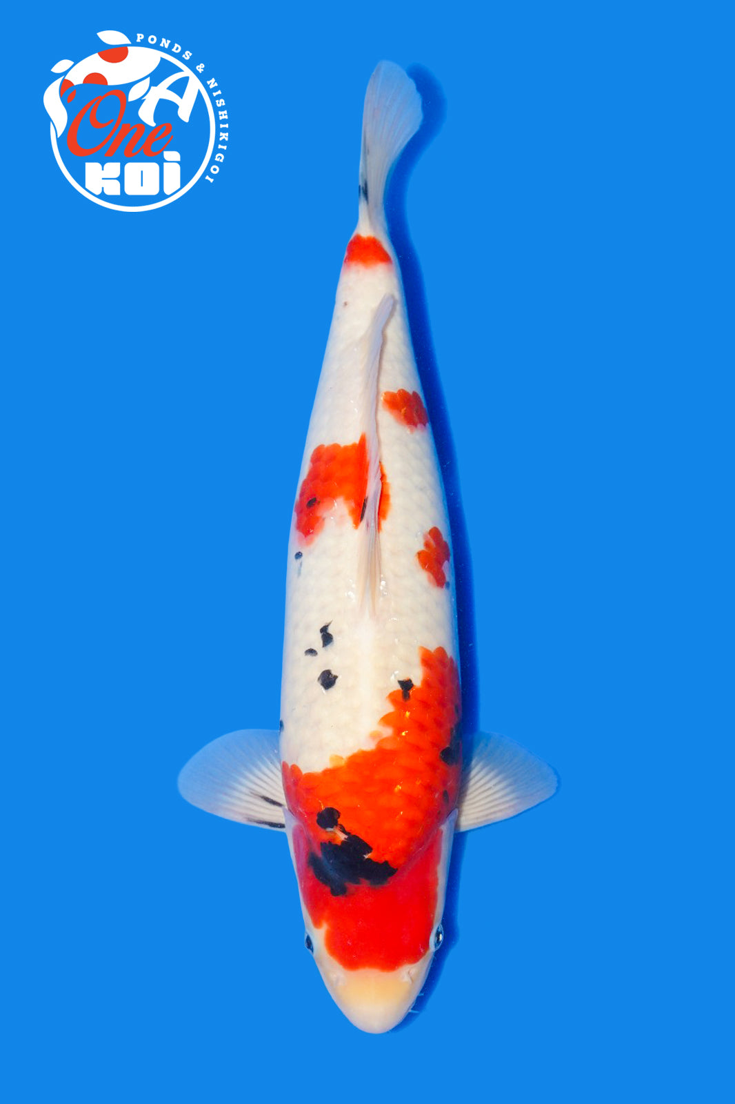 PHOTO-2025-11-06-02-57-11