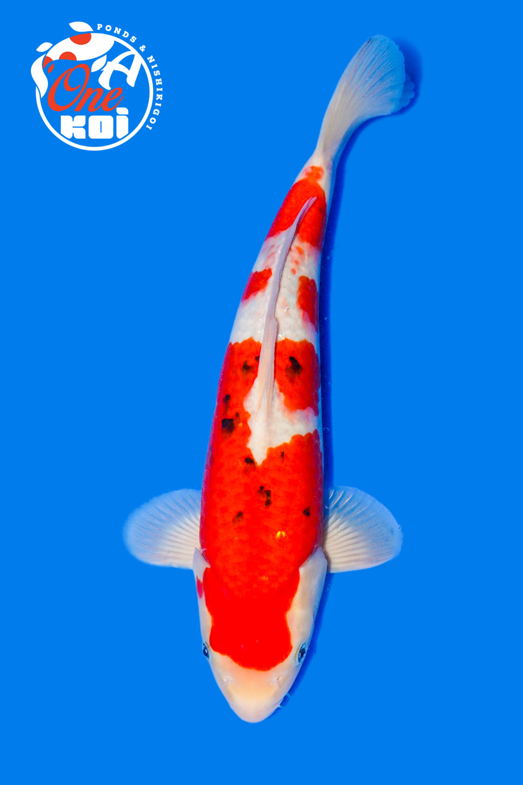 PHOTO-2025-11-06-02-57-14 (2)