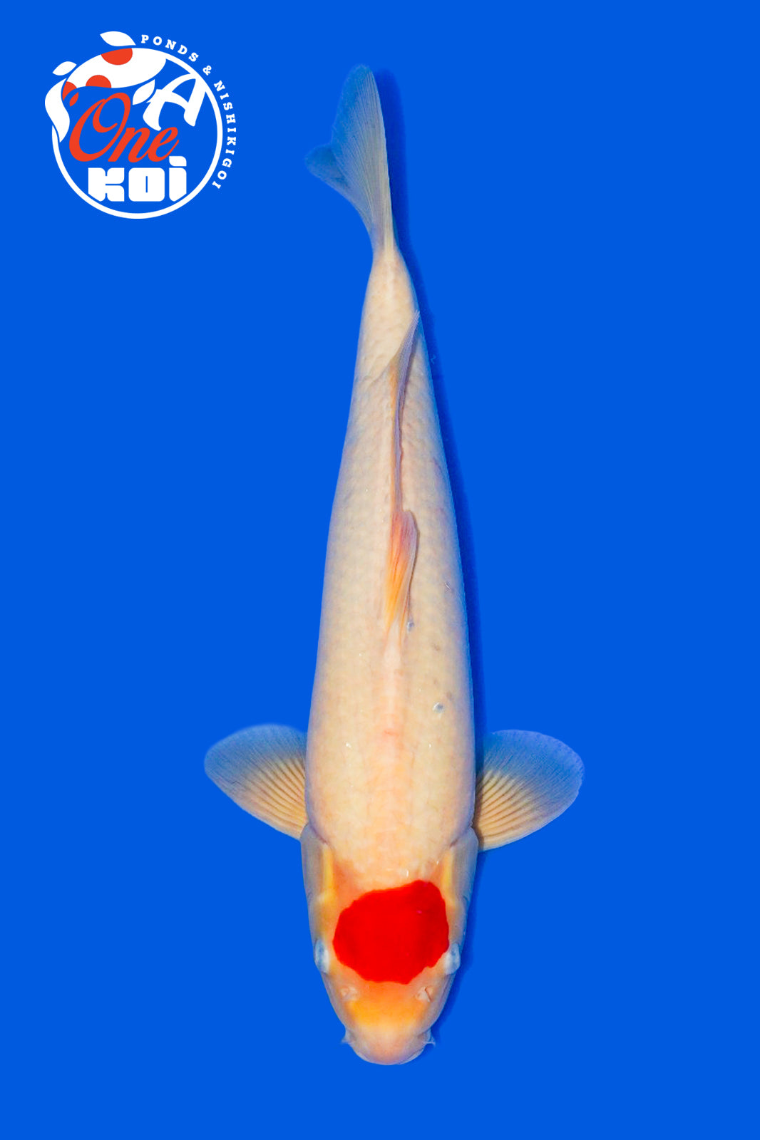 PHOTO-2025-11-06-02-57-15 (1)