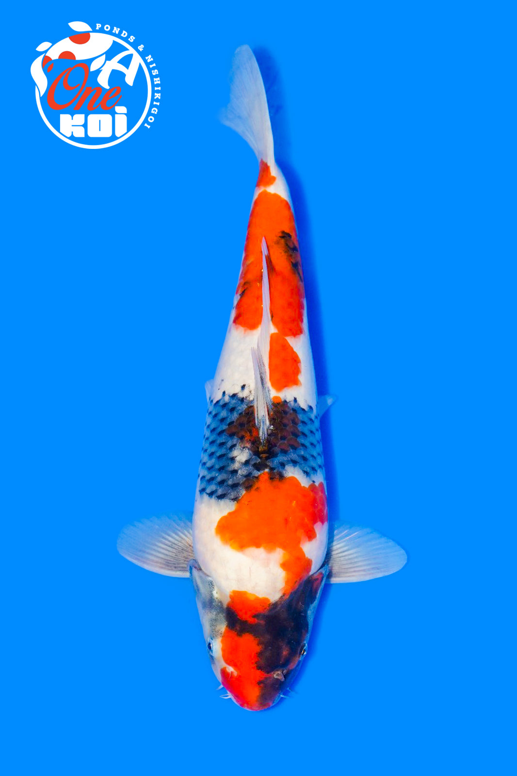 PHOTO-2025-11-06-02-57-15 (3)