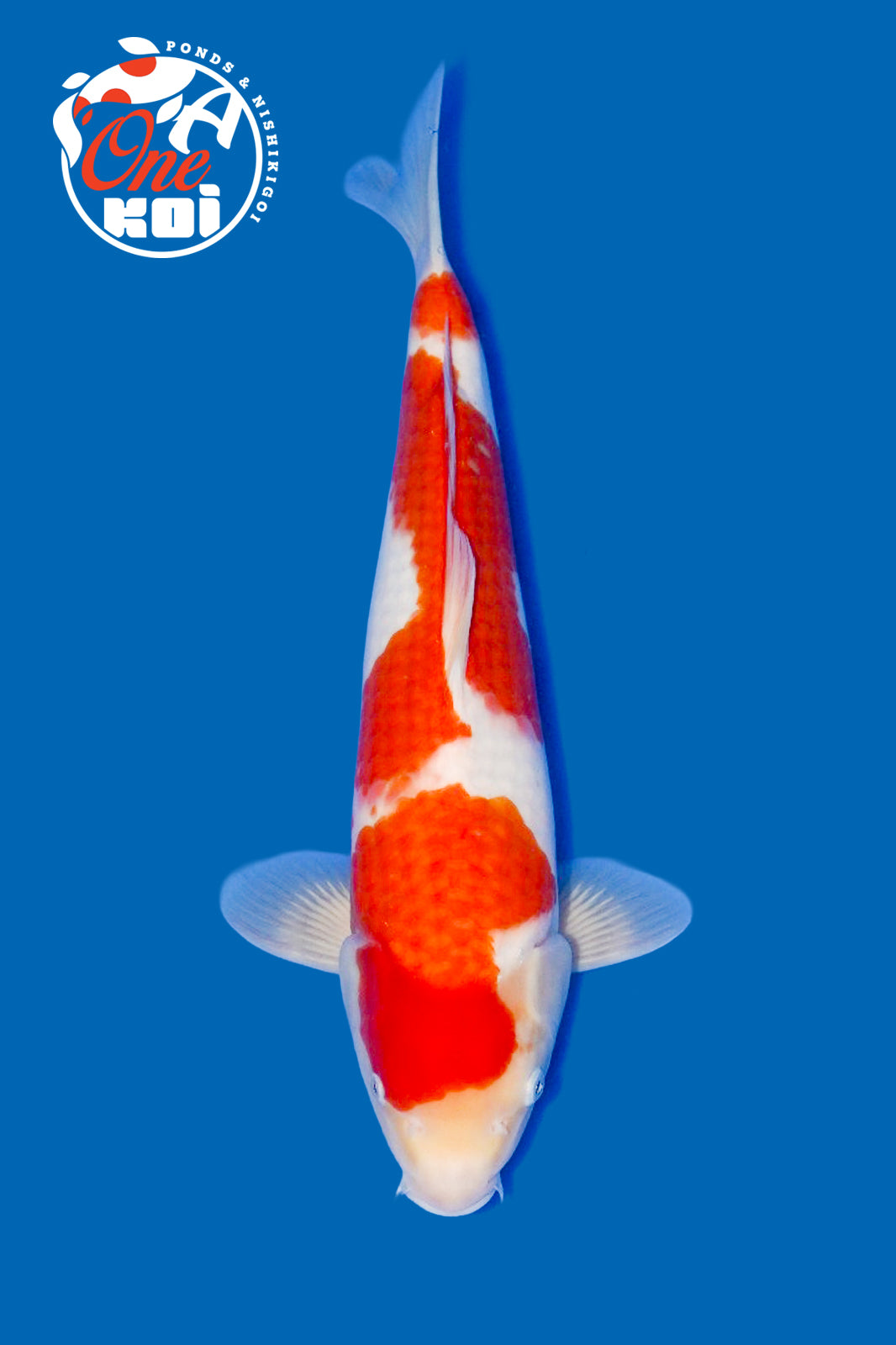 PHOTO-2025-11-06-02-57-17 (1)