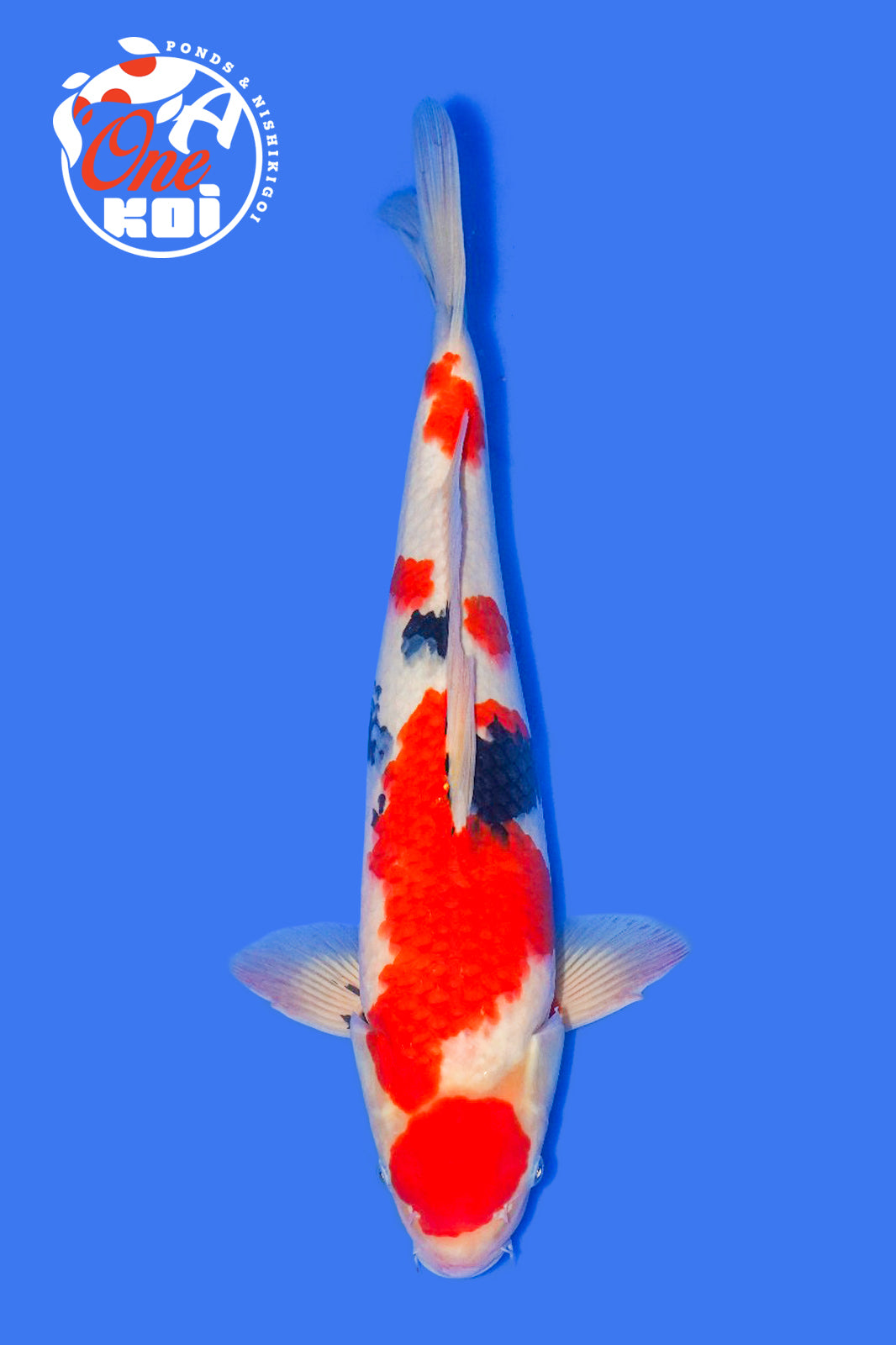 PHOTO-2025-11-06-02-57-17 (2)