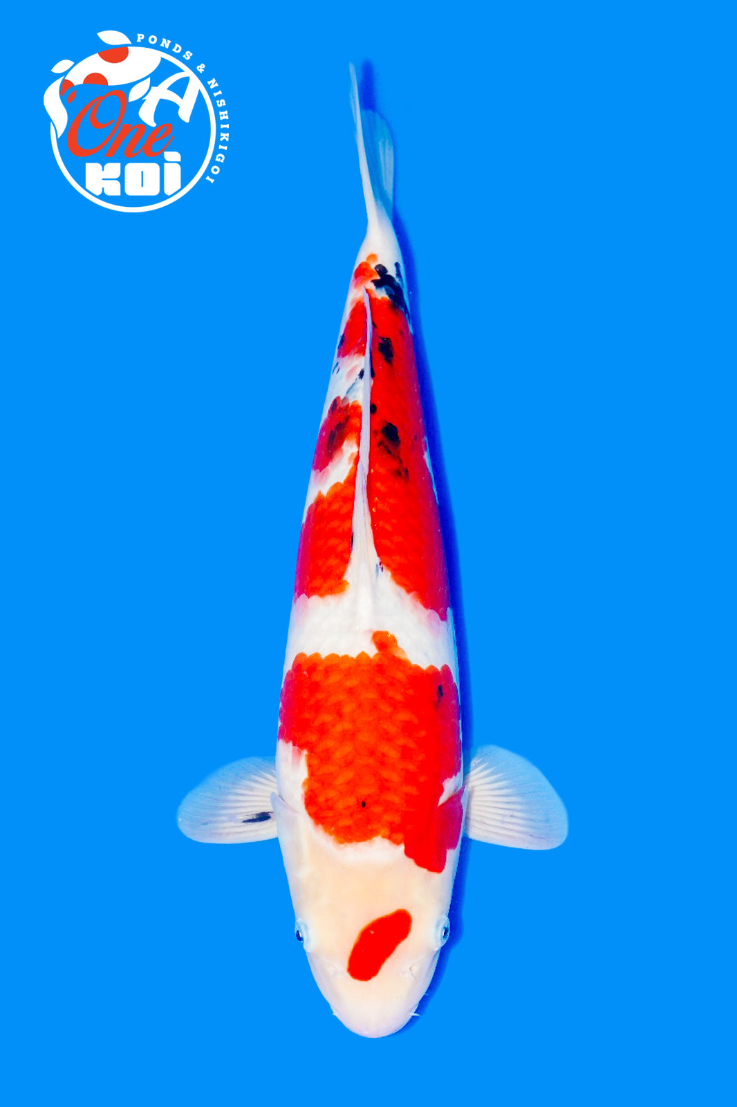 PHOTO-2025-11-06-02-57-19 (1)