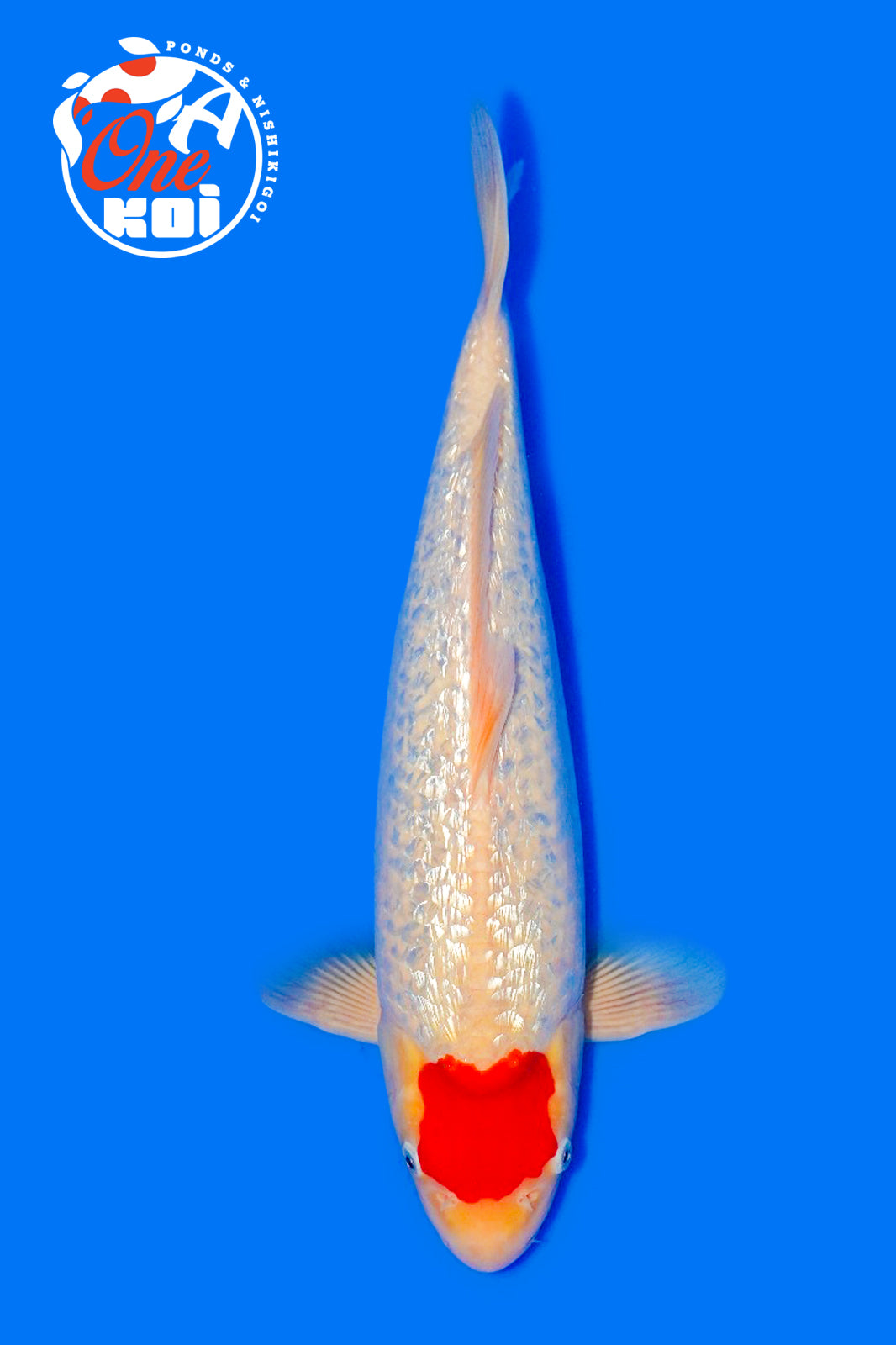 PHOTO-2025-11-06-02-57-21