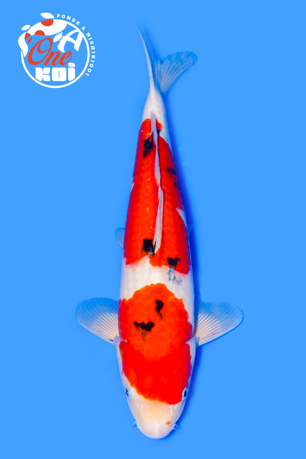 PHOTO-2025-11-06-02-57-21 (1)