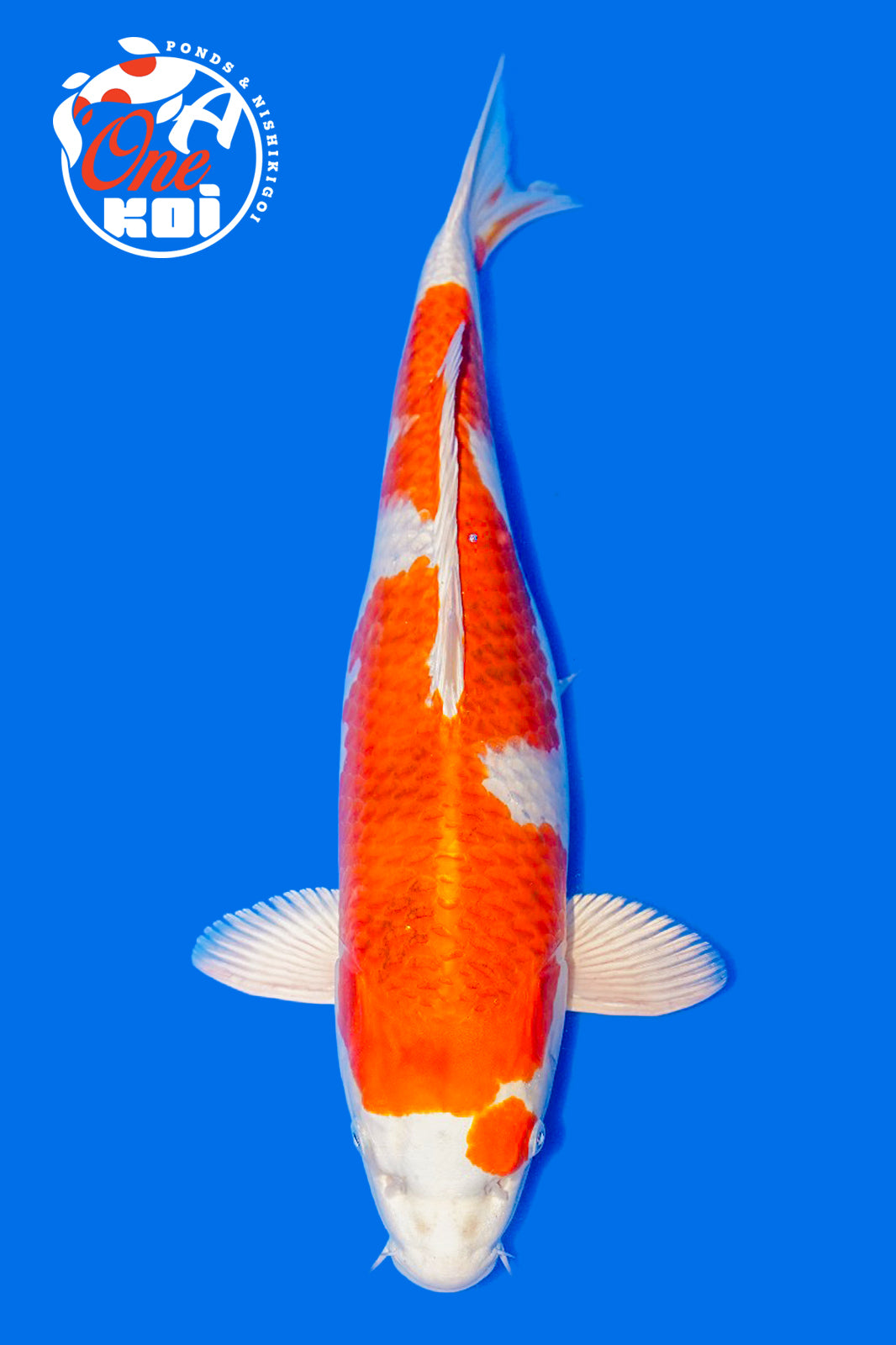 PHOTO-2025-11-06-02-57-22