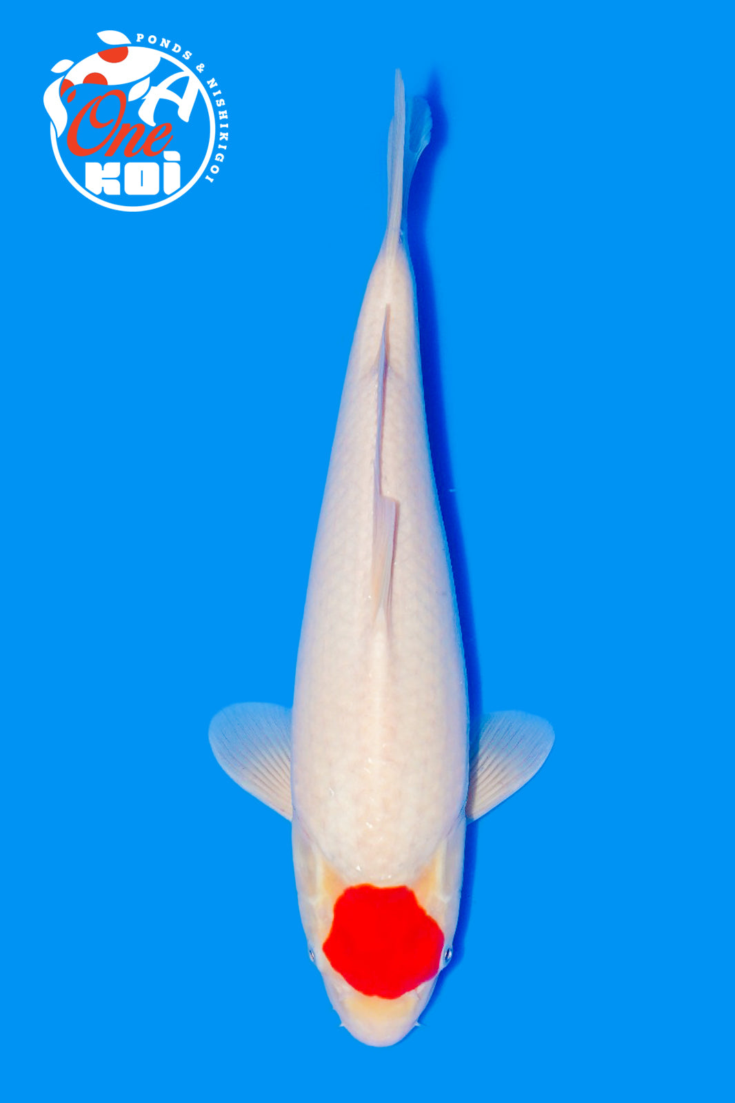 PHOTO-2025-11-06-02-57-22 (1)