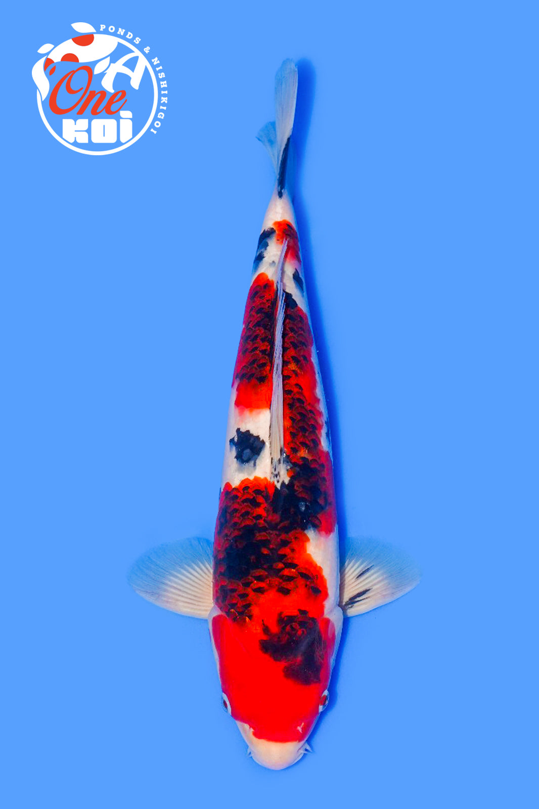 PHOTO-2025-11-06-02-57-22 (2)