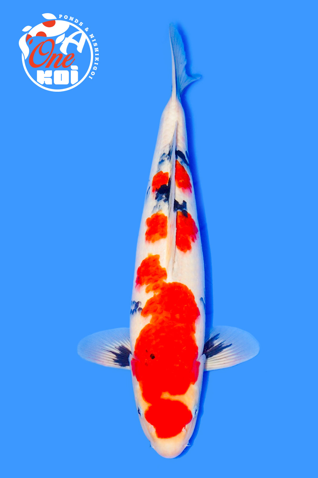 PHOTO-2025-11-06-02-57-23