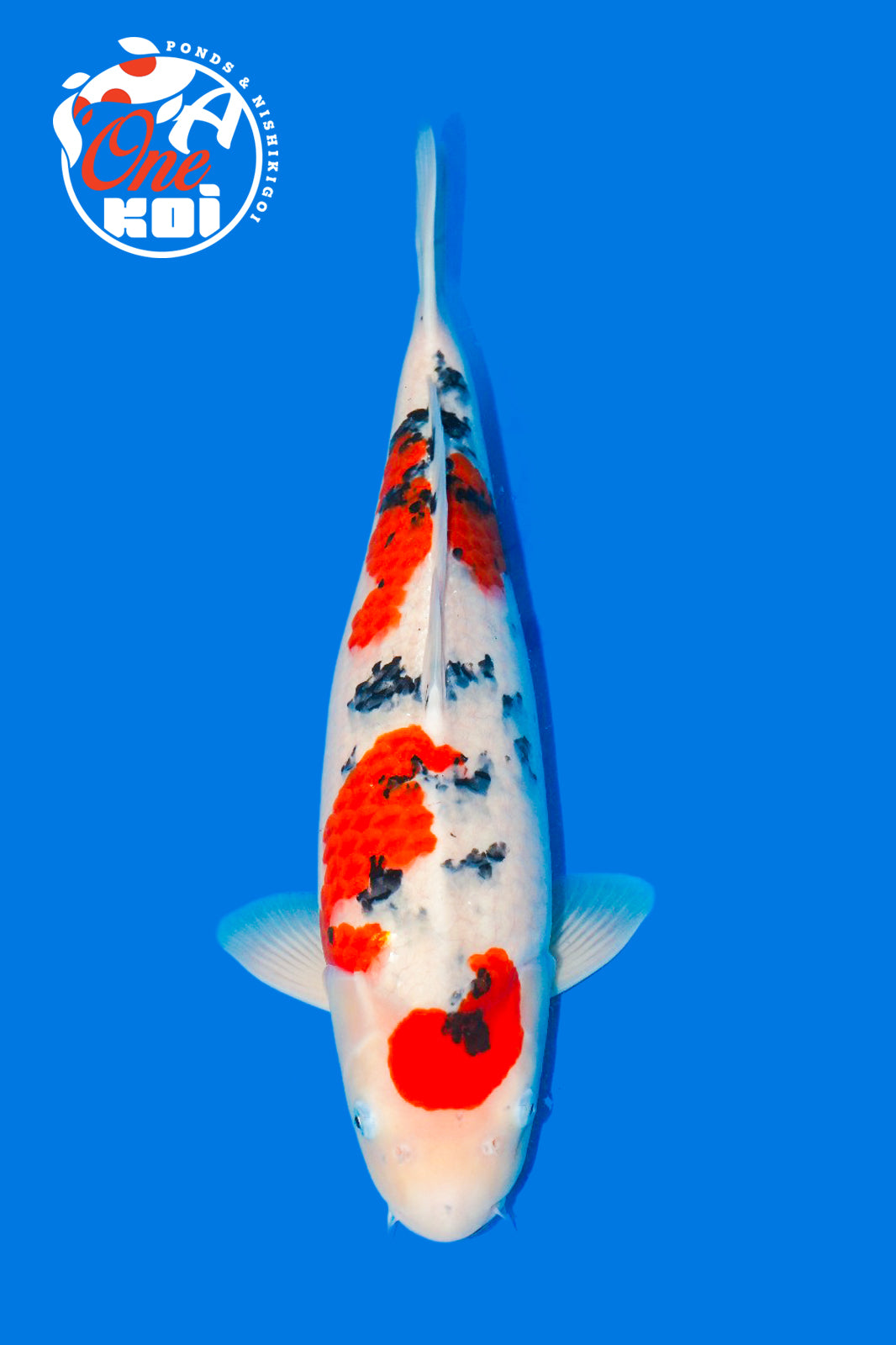 PHOTO-2025-11-09-22-01-41