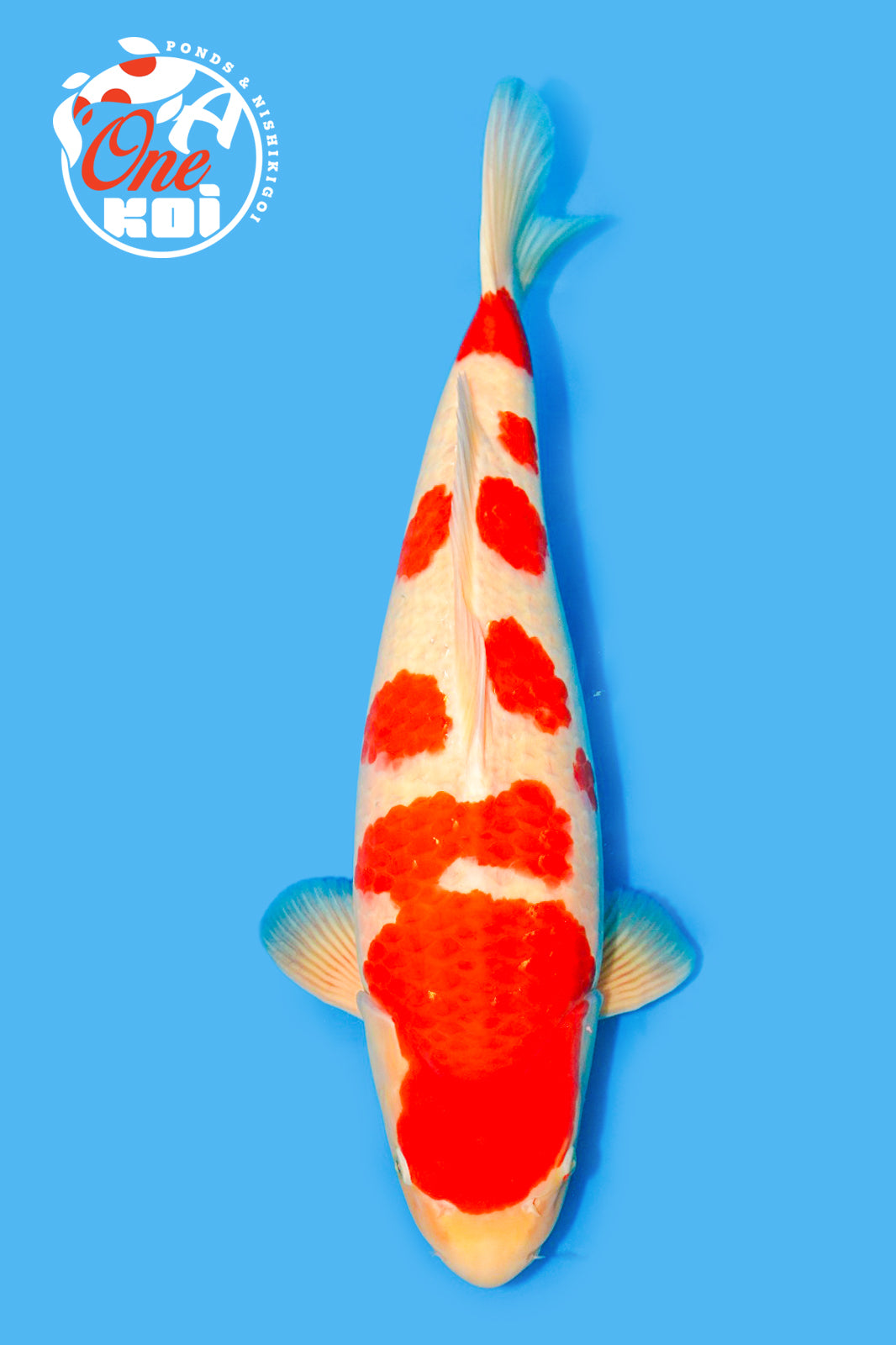 KOHAKU - A-1 Koi Ponds And Maintenance