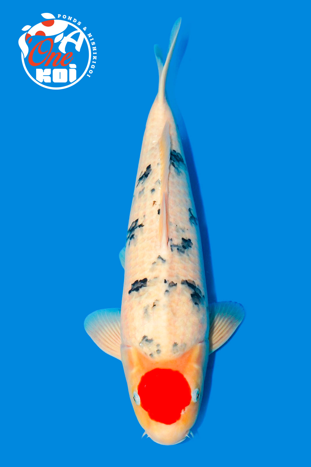 PHOTO-2025-11-09-22-01-43