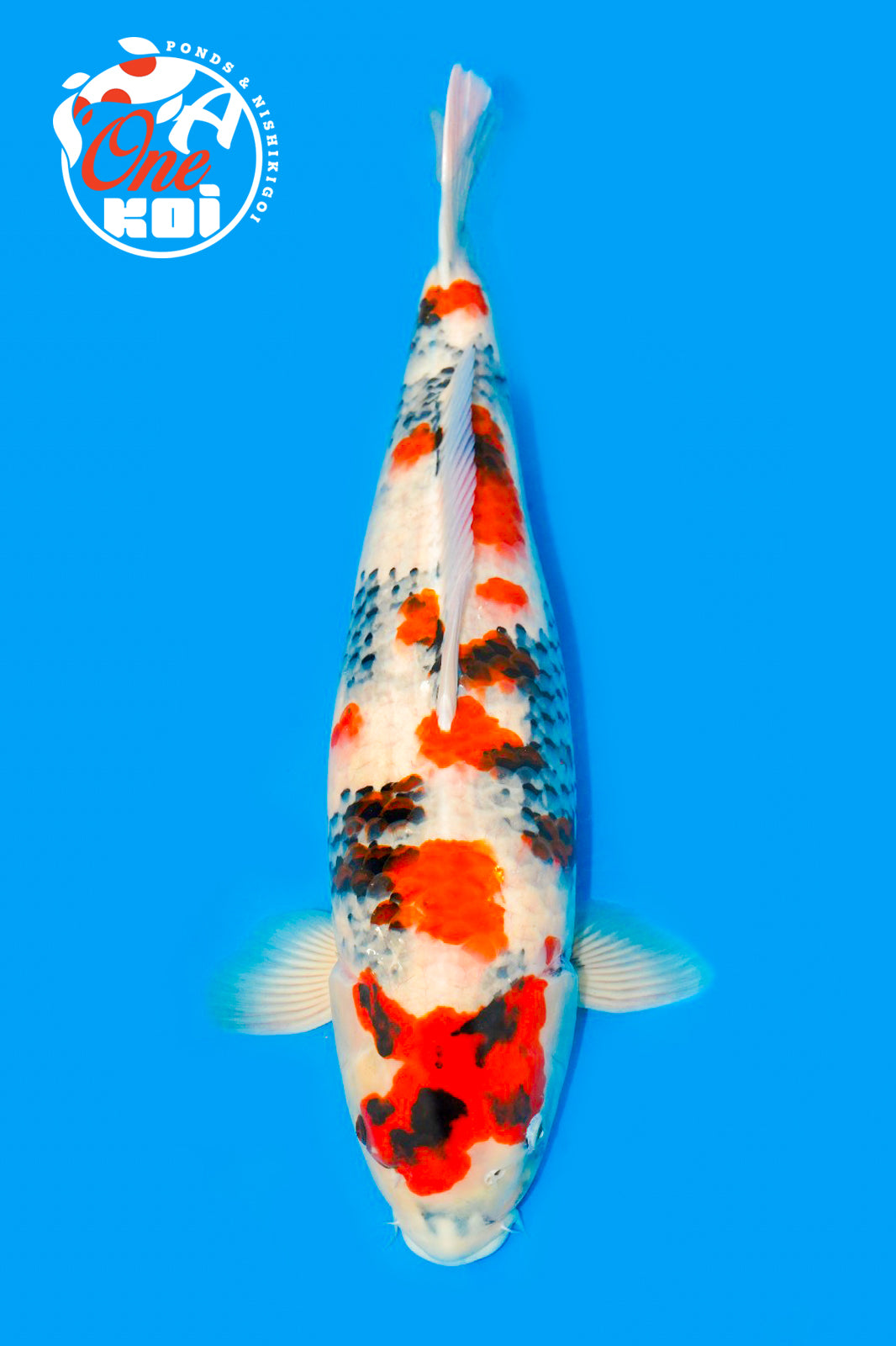 PHOTO-2025-11-09-22-01-43 (3)