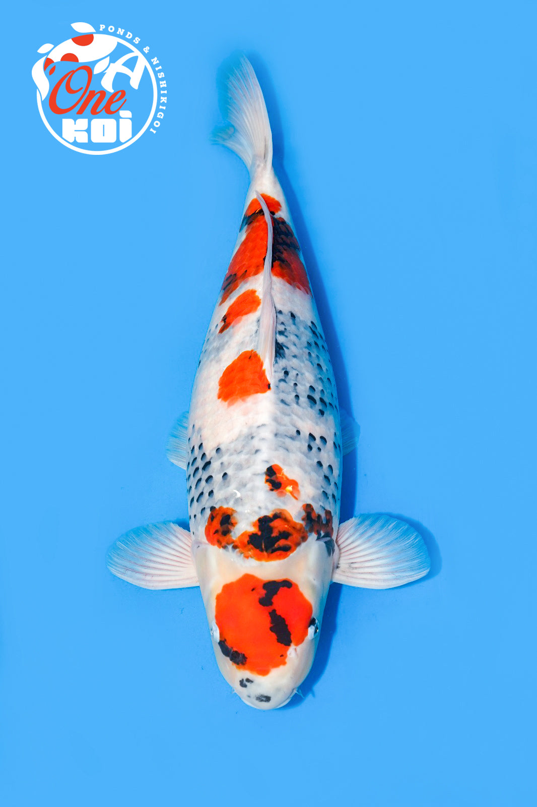 24 ” Takigawa Showa