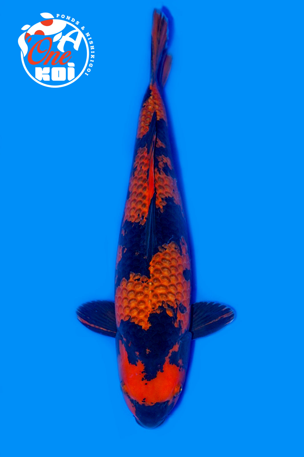 PHOTO-2025-11-06-02-43-35