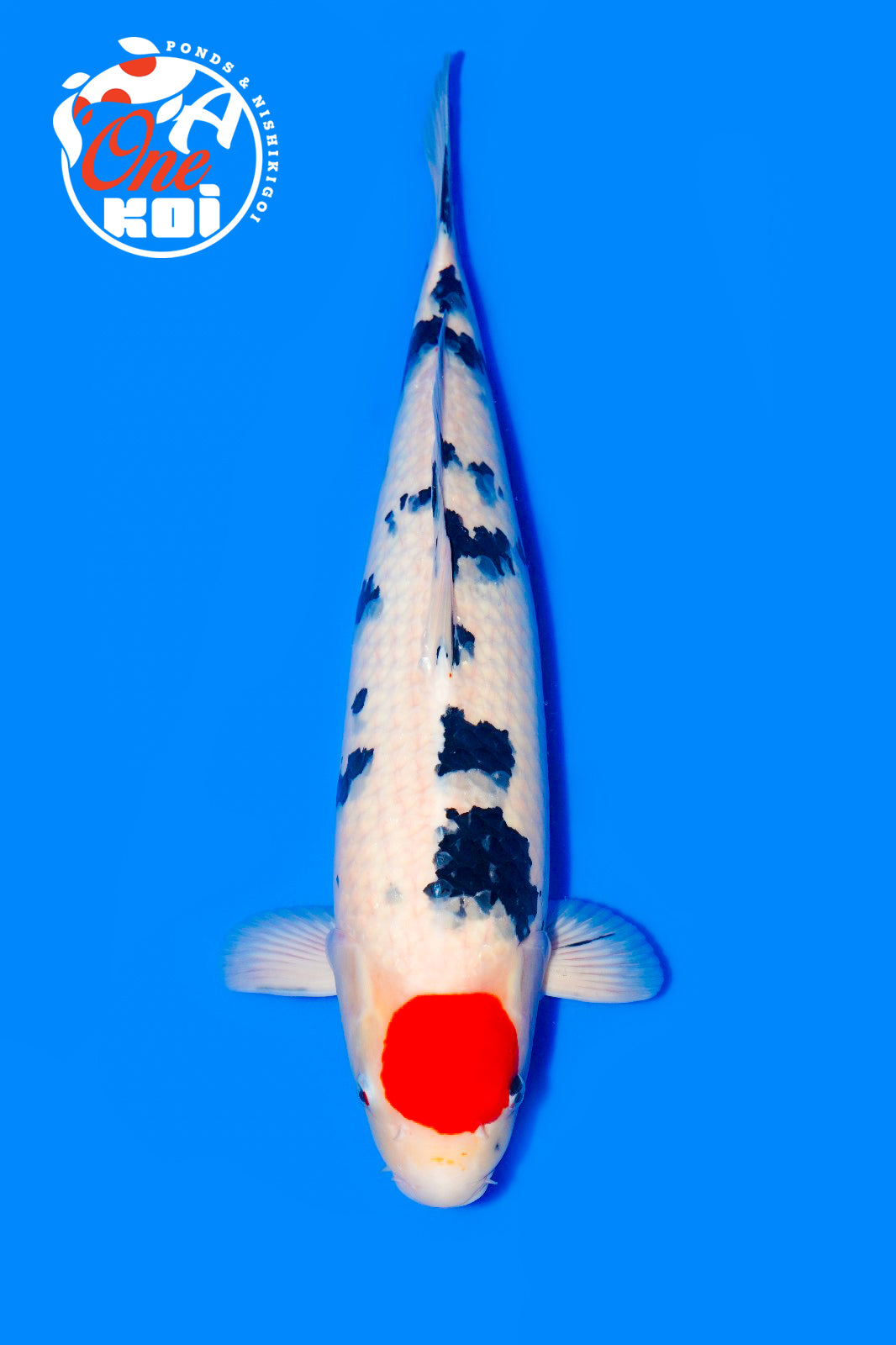 PHOTO-2025-11-06-02-43-36 (1)