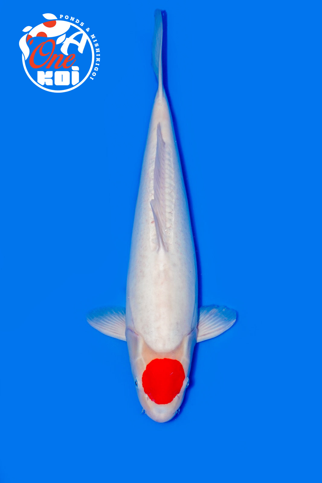 PHOTO-2025-11-06-02-43-36 (1) (1)