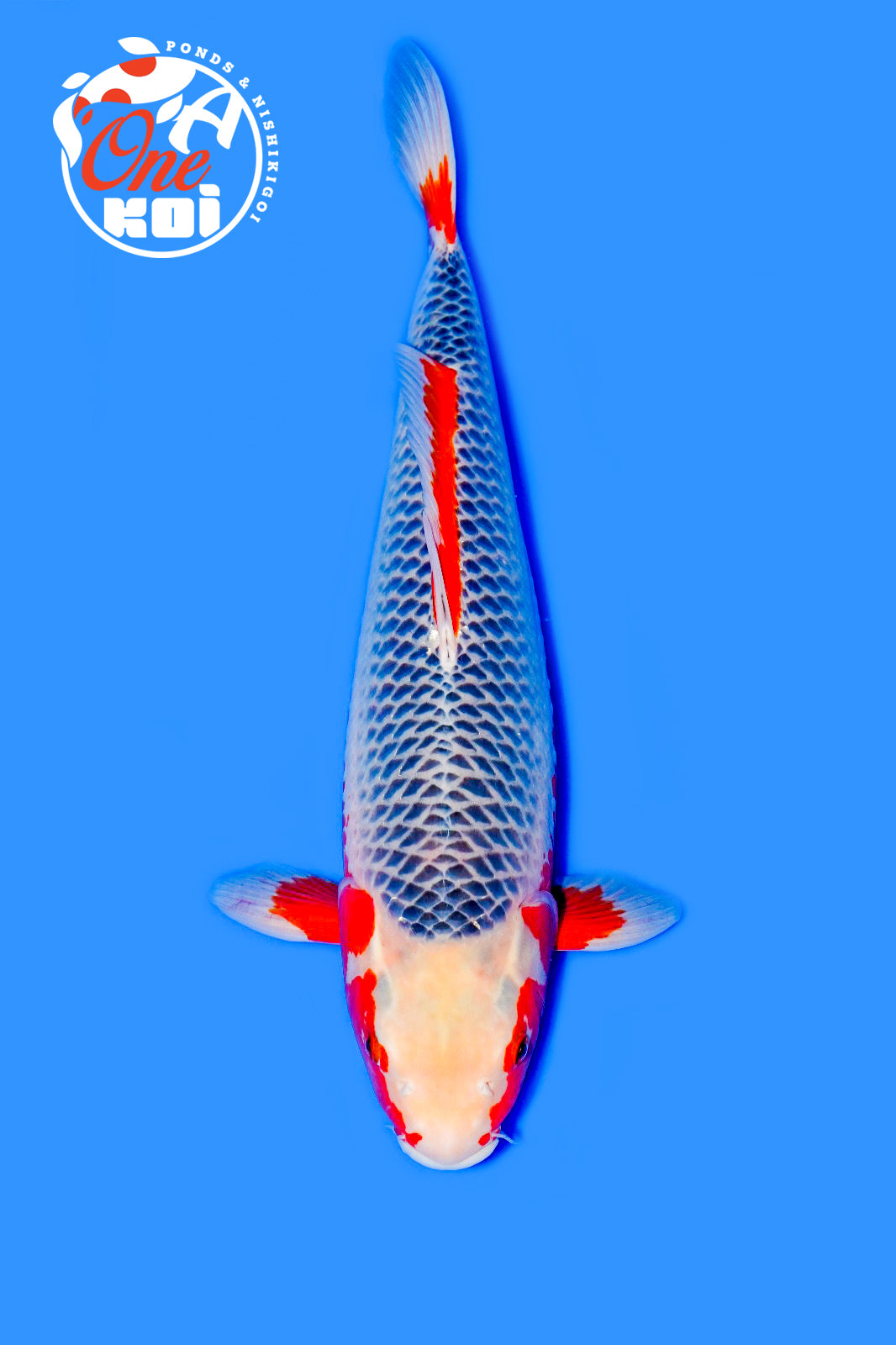 PHOTO-2025-11-06-02-43-37