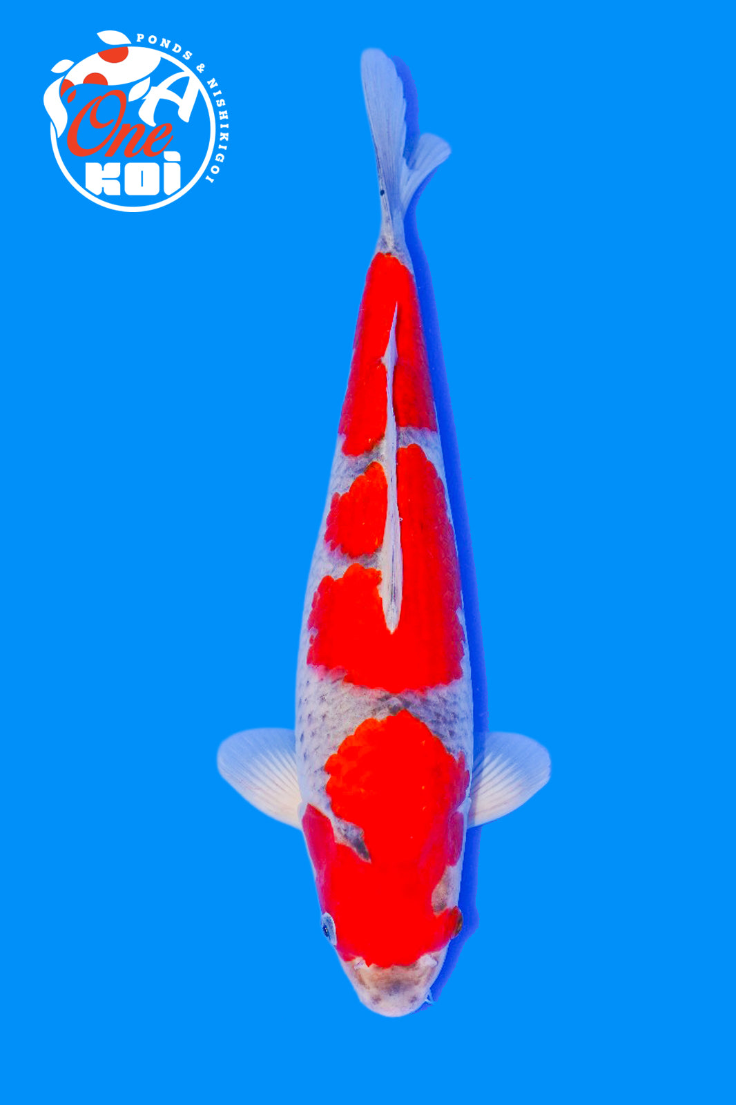 PHOTO-2025-11-06-02-45-21