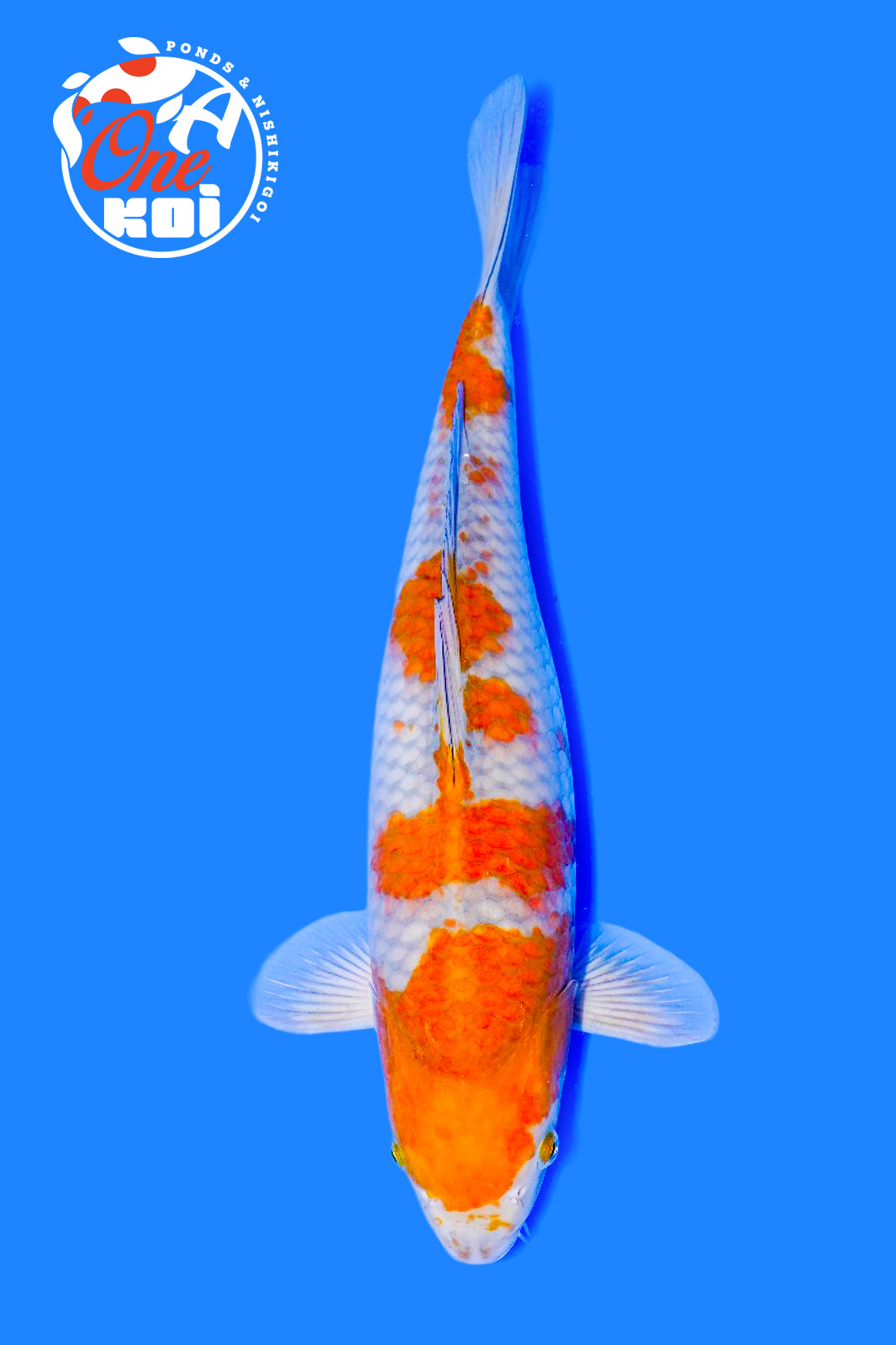 PHOTO-2025-11-06-02-45-21 (1)