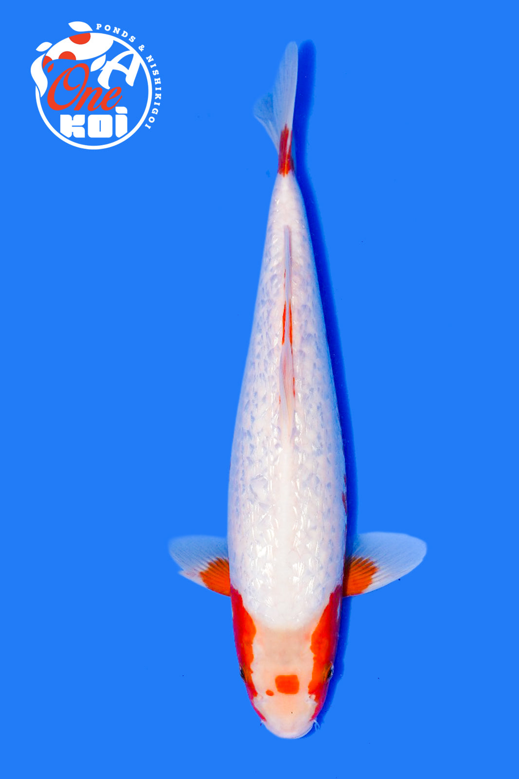 PHOTO-2025-11-06-02-45-21 (2)