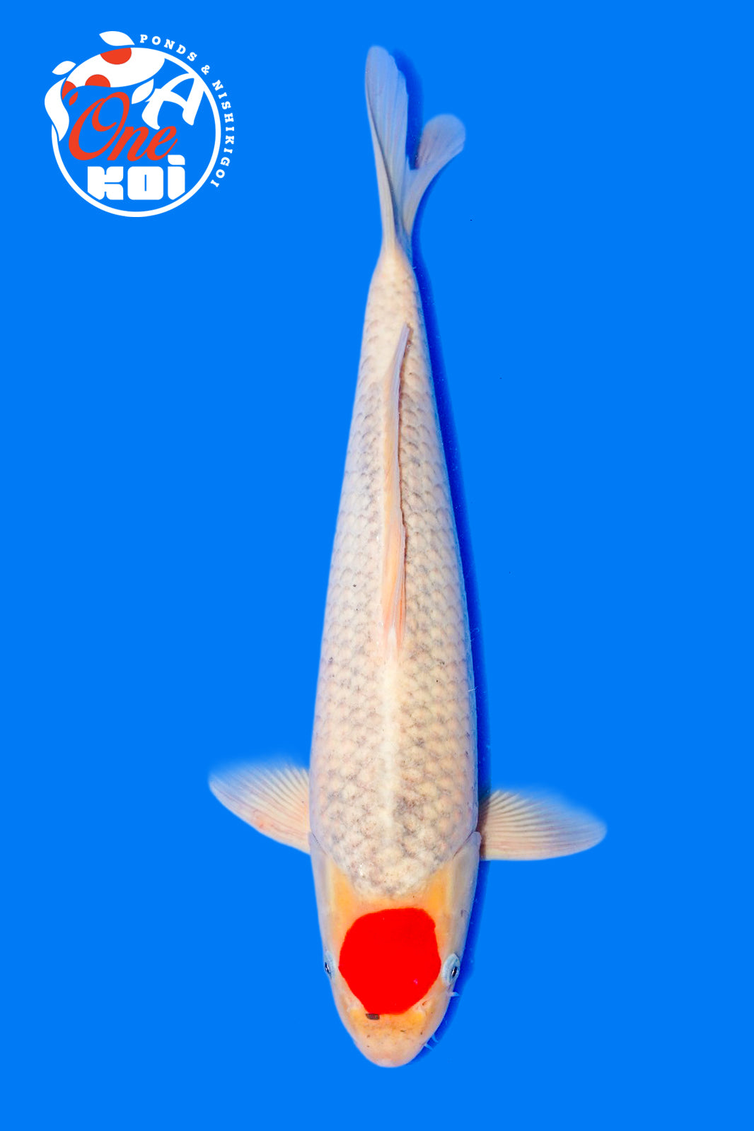 PHOTO-2025-11-06-02-45-22