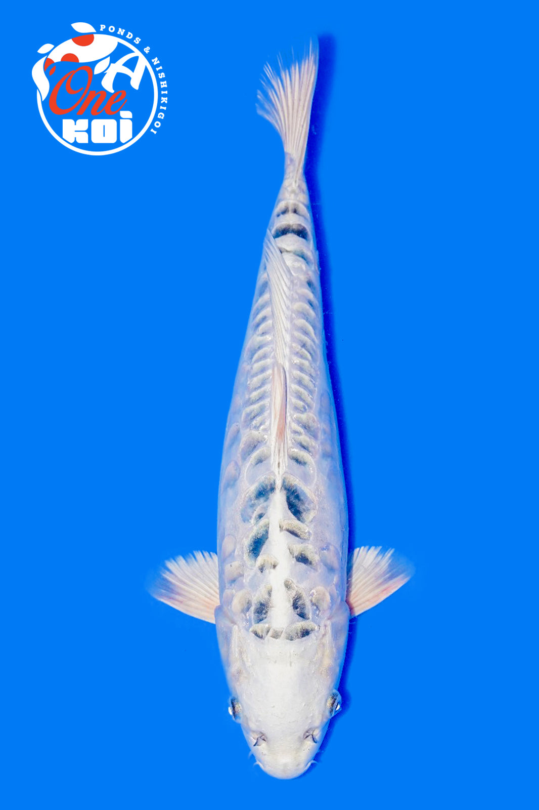 PHOTO-2025-11-06-02-45-22 (1)